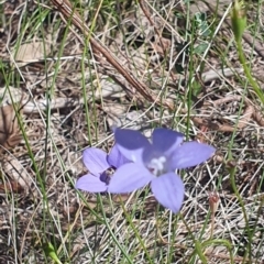 Lasioglossum (Chilalictus) sp. (genus & subgenus) at Little Taylor Grassland (LTG) - 18 Dec 2023 02:57 PM