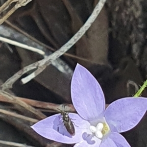 Euryinae (subfamily) at Little Taylor Grassland (LTG) - 18 Dec 2023