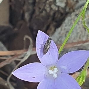 Euryinae (subfamily) at Little Taylor Grassland (LTG) - 18 Dec 2023