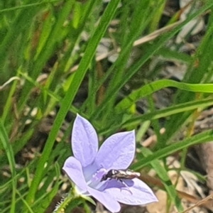 Euryinae (subfamily) at Little Taylor Grassland (LTG) - 18 Dec 2023