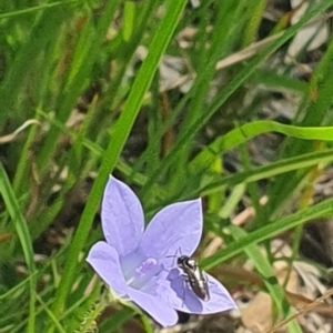 Euryinae (subfamily) at Little Taylor Grassland (LTG) - 18 Dec 2023