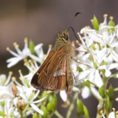 Dispar compacta (Barred Skipper) at Tidbinbilla Nature Reserve - 1 Feb 2024 by Pirom