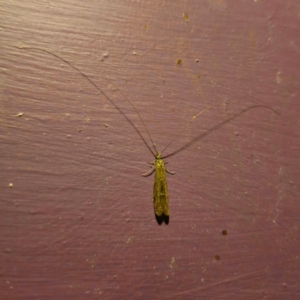 Leptoceridae sp. (family) at QPRC LGA - suppressed