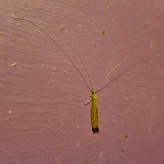 Leptoceridae sp. (family) at QPRC LGA - suppressed