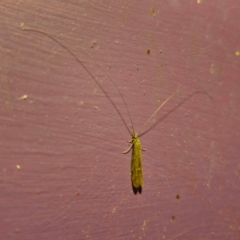 Leptoceridae sp. (family) at QPRC LGA - suppressed