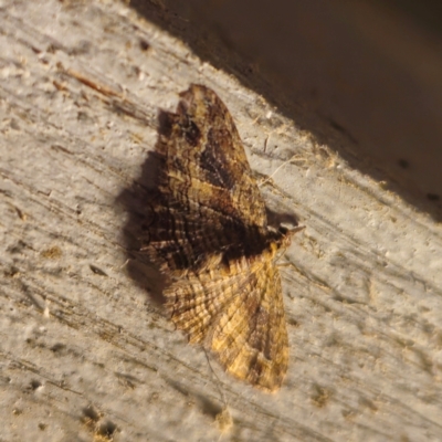 Chloroclystis filata (Filata Moth, Australian Pug Moth) at QPRC LGA - 1 Feb 2024 by Csteele4