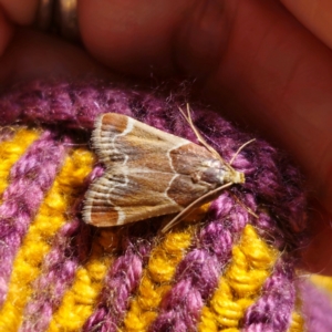 Pyralis farinalis at QPRC LGA - 1 Feb 2024