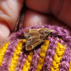 Pyralis farinalis at QPRC LGA - 1 Feb 2024