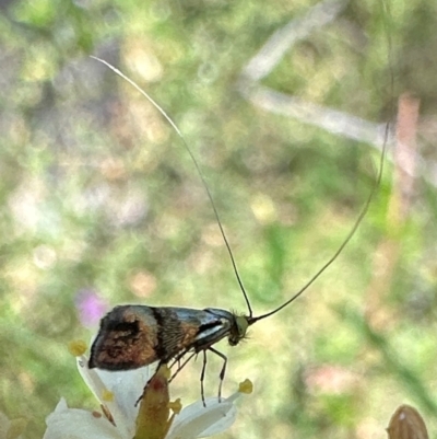 Nemophora sparsella (An Adelid Moth) at Kambah, ACT - 1 Feb 2024 by Pirom