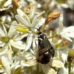 Nemophora sparsella at Tidbinbilla Nature Reserve - 1 Feb 2024