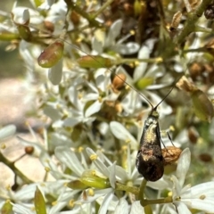 Nemophora sparsella at Tidbinbilla Nature Reserve - 1 Feb 2024