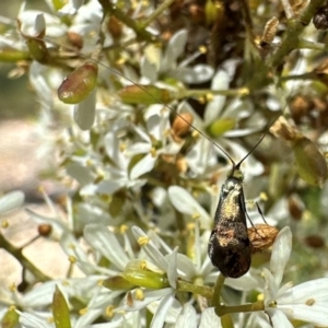 Nemophora sparsella at Tidbinbilla Nature Reserve - 1 Feb 2024