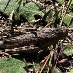 Peakesia hospita (Common Peakesia Grasshopper) at Molonglo River Reserve - 1 Feb 2024 by SteveBorkowskis