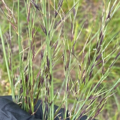 Aristida ramosa (Purple Wire Grass) at Kama - 31 Jan 2024 by SteveBorkowskis