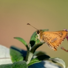 Dispar compacta (Barred Skipper) at Penrose - 1 Feb 2024 by Aussiegall