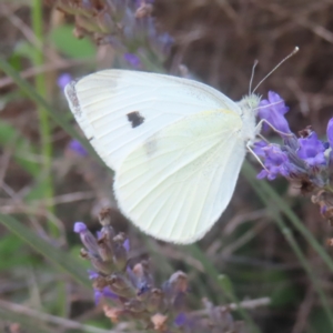 Pieris rapae at QPRC LGA - 1 Feb 2024