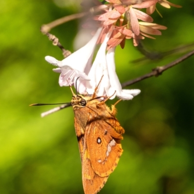 Trapezites symmomus (Splendid Ochre) at Penrose - 1 Feb 2024 by Aussiegall