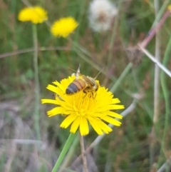 Apis mellifera (European honey bee) at Mulanggari NR (MUL_11) - 30 Jan 2024 by HappyWanderer