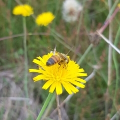 Apis mellifera (European honey bee) at Mulanggari Grasslands - 31 Jan 2024 by HappyWanderer