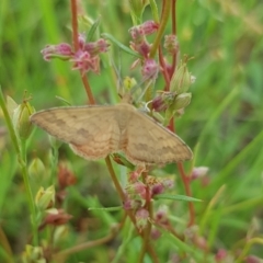 Scopula rubraria (Reddish Wave, Plantain Moth) at Gungahlin, ACT - 30 Jan 2024 by HappyWanderer