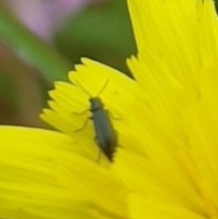 Dasytinae (subfamily) (Soft-winged flower beetle) at Mulanggari Grasslands - 31 Jan 2024 by HappyWanderer