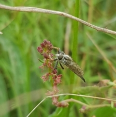Asilidae (family) (Unidentified Robber fly) at Mulanggari Grasslands - 30 Jan 2024 by HappyWanderer
