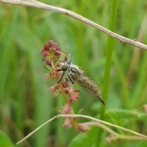 Asilinae sp. (subfamily) at Mulanggari NR (MUL_11) - 31 Jan 2024