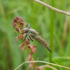 Asilinae sp. (subfamily) at Mulanggari NR (MUL_11) - 31 Jan 2024