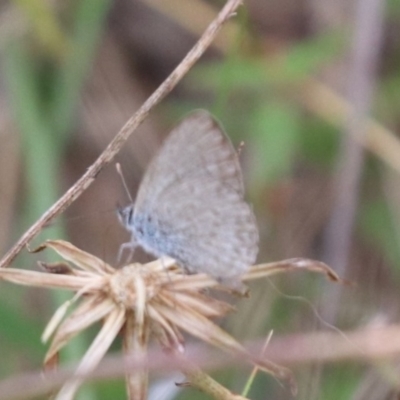 Zizina otis (Common Grass-Blue) at Mulanggari Grasslands - 30 Jan 2024 by HappyWanderer