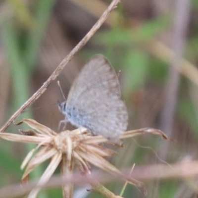 Zizina otis (Common Grass-Blue) at Mulanggari Grasslands - 31 Jan 2024 by HappyWanderer