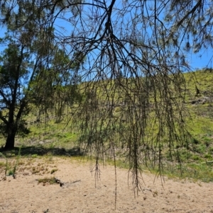 Amyema cambagei at Molonglo River Reserve - 1 Feb 2024