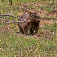 Vombatus ursinus (Common wombat, Bare-nosed Wombat) at Whitlam, ACT - 1 Feb 2024 by Jiggy