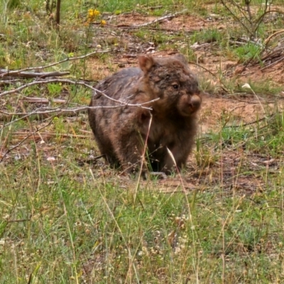 Vombatus ursinus (Common wombat, Bare-nosed Wombat) at Molonglo River Reserve - 31 Jan 2024 by Jiggy