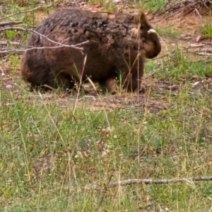 Vombatus ursinus at Molonglo River Reserve - 1 Feb 2024 08:26 AM
