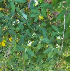 Solanum chenopodioides (Whitetip Nightshade) at Molonglo River Reserve - 1 Feb 2024 by Jiggy