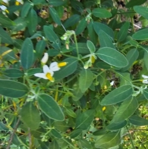 Solanum chenopodioides at Molonglo River Reserve - 1 Feb 2024