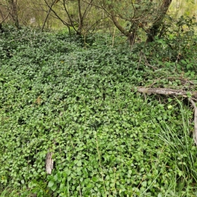 Vinca major (Blue Periwinkle) at Molonglo River Reserve - 1 Feb 2024 by Jiggy