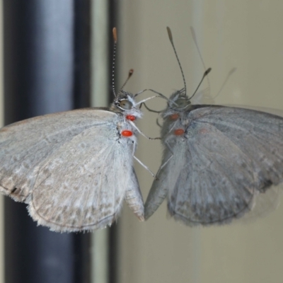 Zizina otis (Common Grass-Blue) at Wellington Point, QLD - 29 Jan 2024 by TimL