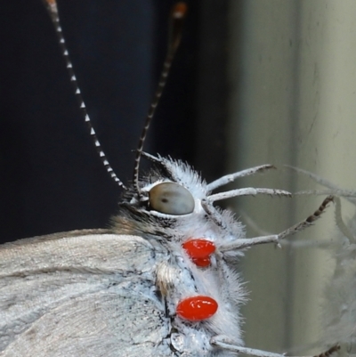 Unidentified Mite and Tick (Acarina) at Wellington Point, QLD - 28 Jan 2024 by TimL