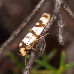 Linosticha cyclophragma at Black Mountain - 31 Jan 2024