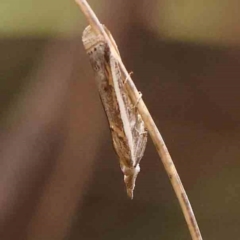 Etiella behrii (Lucerne Seed Web Moth) at Black Mountain - 30 Jan 2024 by ConBoekel