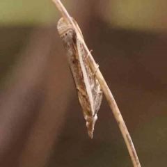 Etiella behrii (Lucerne Seed Web Moth) at Black Mountain - 31 Jan 2024 by ConBoekel