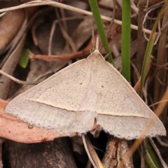 Epidesmia hypenaria (Long-nosed Epidesmia) at Black Mountain - 31 Jan 2024 by ConBoekel