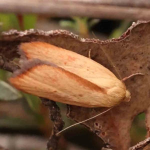 Ptyoptila matutinella at Black Mountain - 31 Jan 2024 10:51 AM