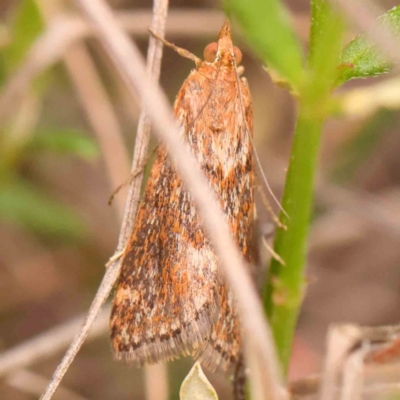 Achyra affinitalis (Cotton Web Spinner, Pyraustinae) at Black Mountain - 31 Jan 2024 by ConBoekel