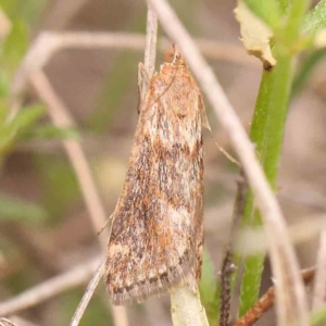 Achyra affinitalis at Black Mountain - 31 Jan 2024