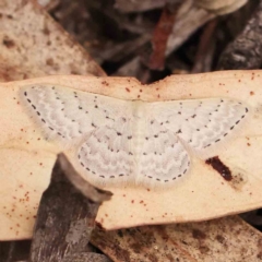 Idaea philocosma (Flecked Wave) at Acton, ACT - 30 Jan 2024 by ConBoekel