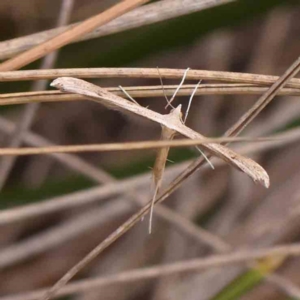 Platyptilia celidotus at Black Mountain - 31 Jan 2024 09:55 AM