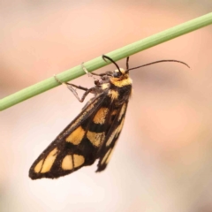 Amata (genus) (Handmaiden Moth) at Black Mountain - 31 Jan 2024 by ConBoekel