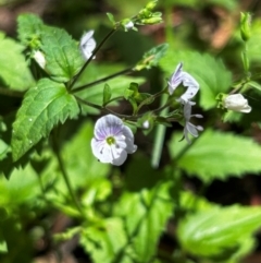 Veronica grosseserrata (A Speedwell) at Uriarra Village, ACT - 1 Feb 2024 by Rebeccaryanactgov